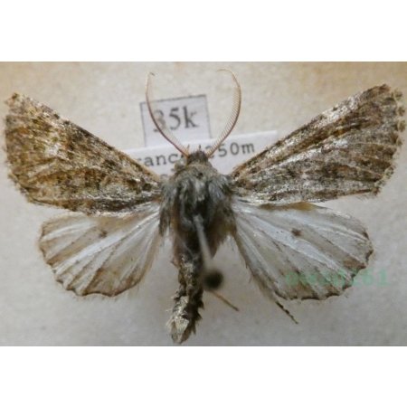 Polymixis lichenea (Hübner, 1813) France35k